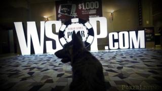 Grizzie WSOP
