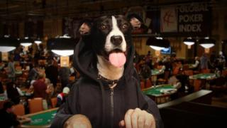 Lucy the Dog2