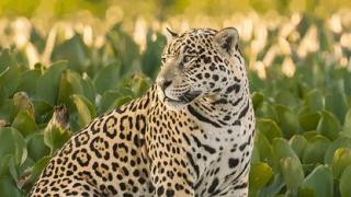 jaguars