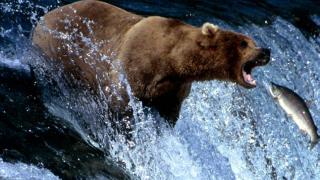 bearandfish