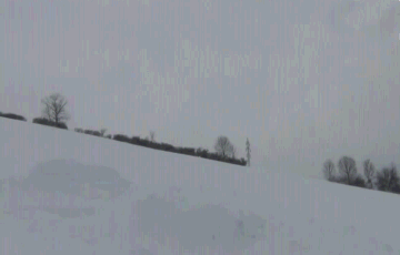 CJdksu4zQ0CdJwzsdgW6Surprise Dog Skis