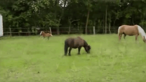 UteGm6amSnW12S3DzONIMajestic Horse Run