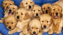 puppies