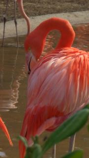 Flamingo Living