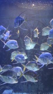 Here Fishy