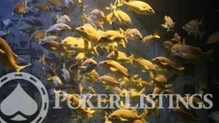 A School of Fish