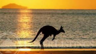 australiakangaroo