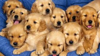 puppies