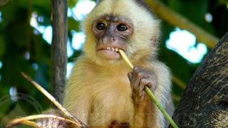 Monkey