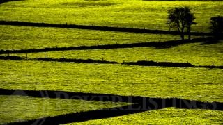 Adam Foster green shot2