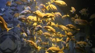 A School of Fish