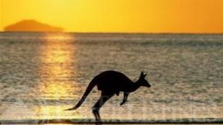 australiakangaroo