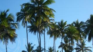 Beachside Palm Trees