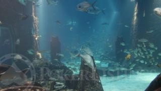 Marine Habitat