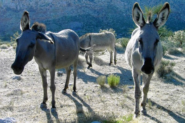 burro