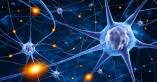 neuro