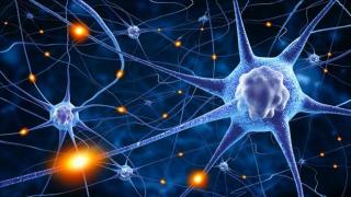 neuro