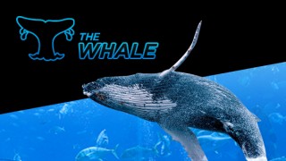 super whale