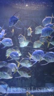 Here Fishy