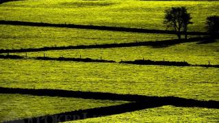 Adam Foster green shot2