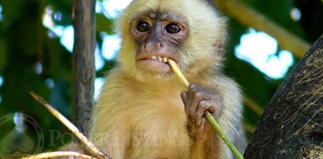 Monkey