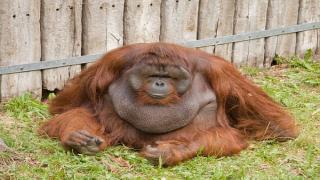 Big-boned Orangutan